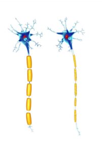 Omega-3 Myelinschicht